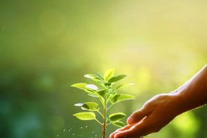 Watering Plant to Grow Watering Plant to Grow